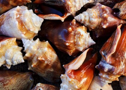 Seashell ocean mollusk