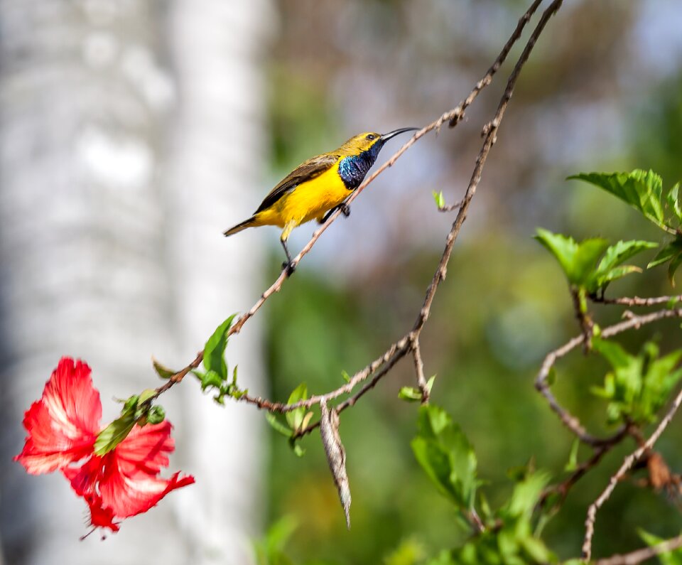 Yellow-bellied sunbird cinnyris jugularis