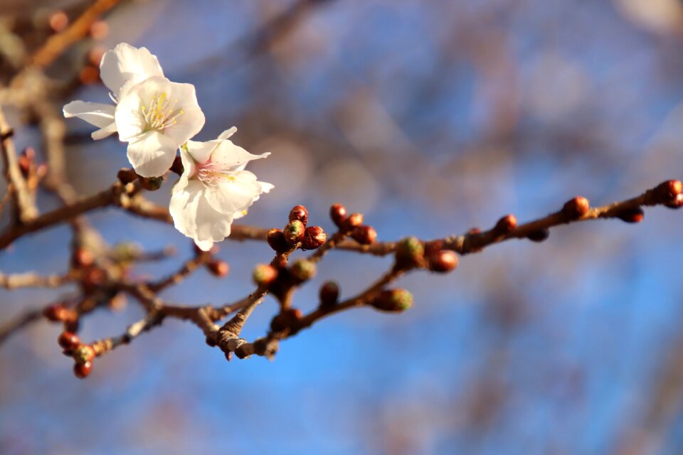 Samusakura cherry blossom viewing flowers