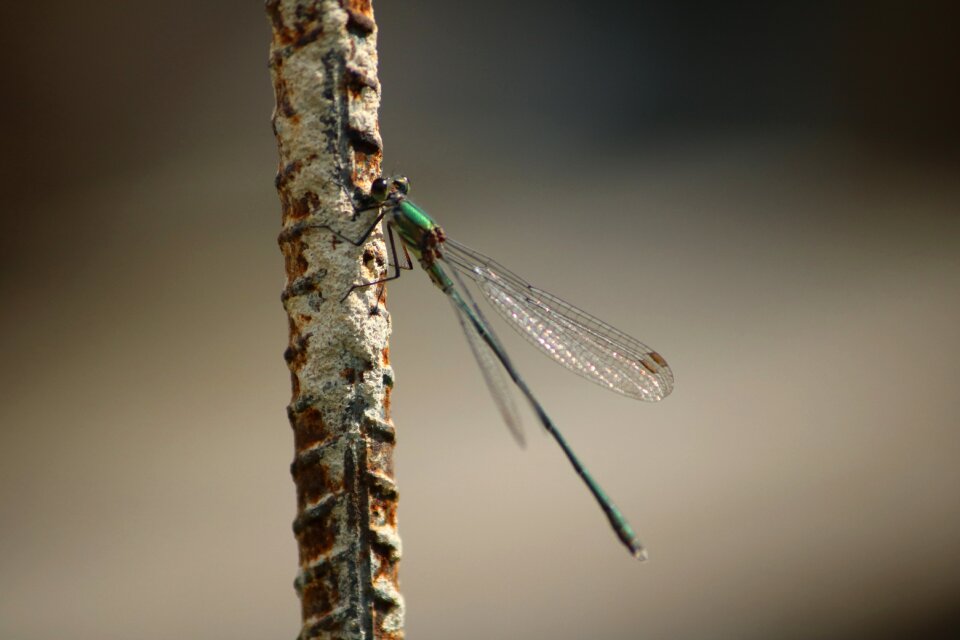 Dragonfly macro insects
