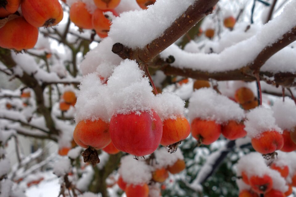 Embellishment wintry eiskristalle