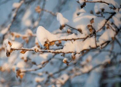 Winter wonderland branches photo