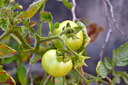 Fruit green