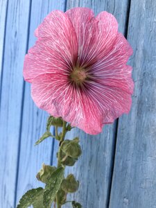 Flower island of oleron charente-maritime