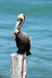 Water wildlife nature
