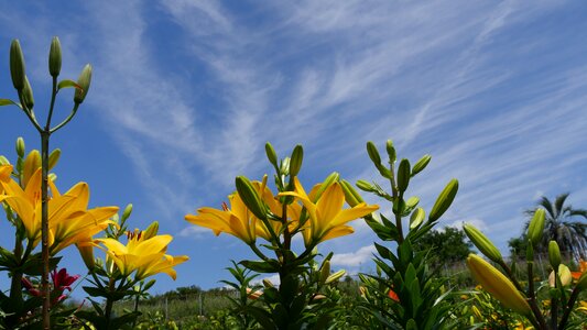 Yellow lily all lily and sky photo
