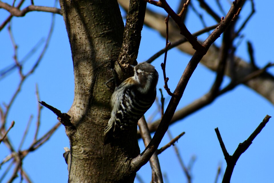 Bird wild birds little bird