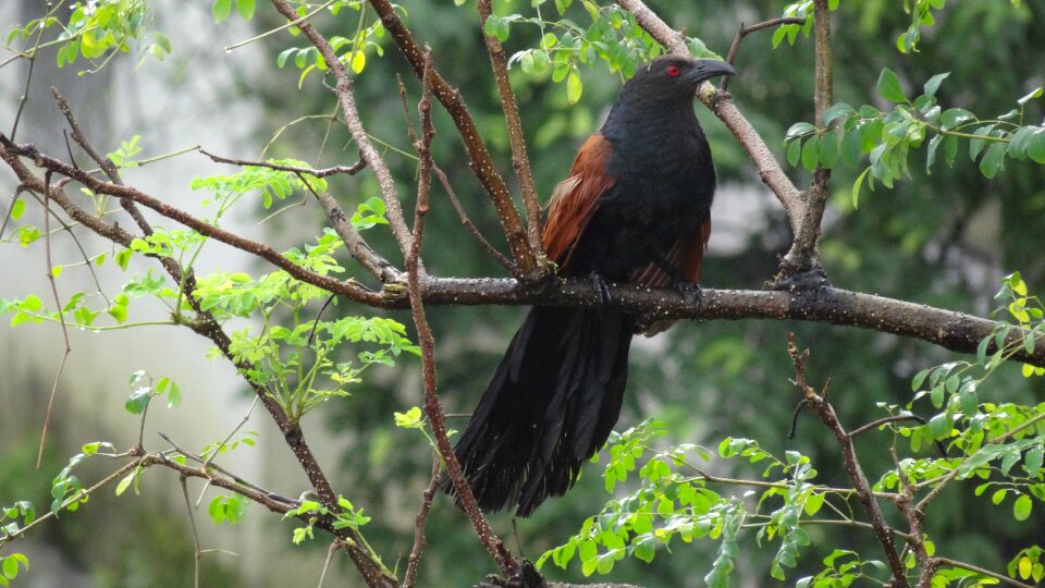 Crow pheasant mumbai rains