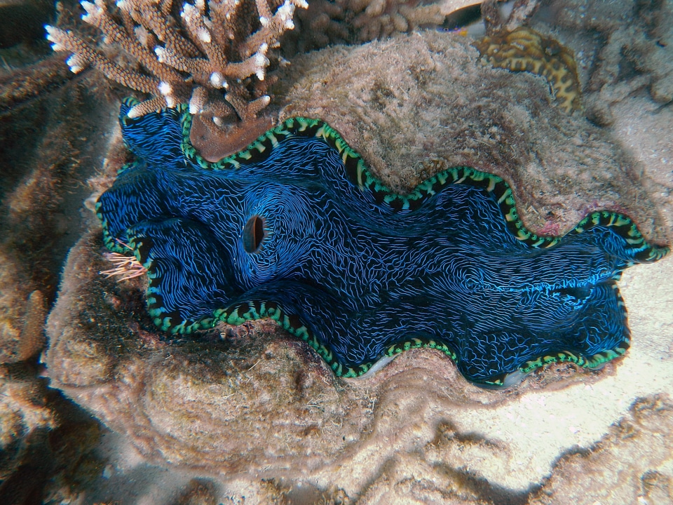Blue underwater reef