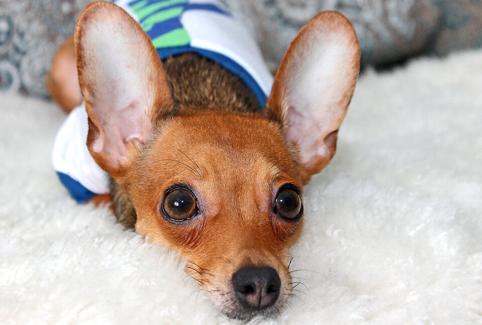 Man's best friend dog ulybaka small dog