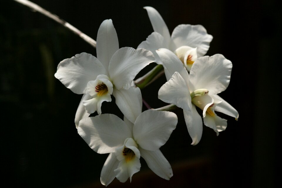 Orchid white