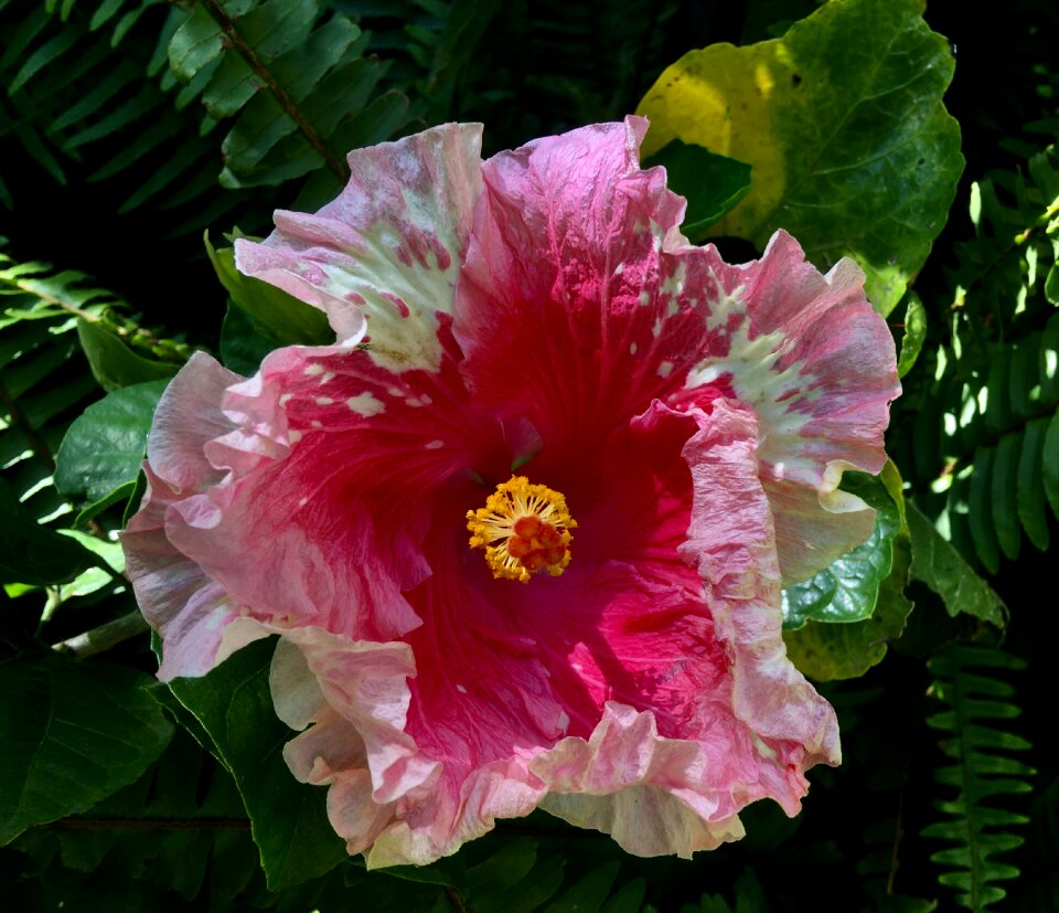 Ibisco nature pink petals