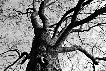Twisted bare tree deciduous photo
