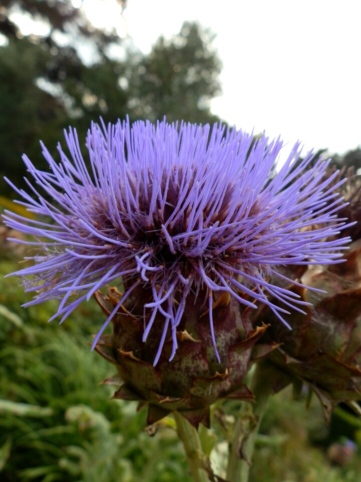 Purple wild natural