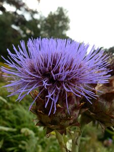 Purple wild natural