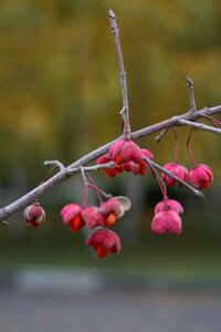 Macro photography branch spring