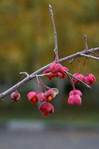 Macro photography branch spring photo