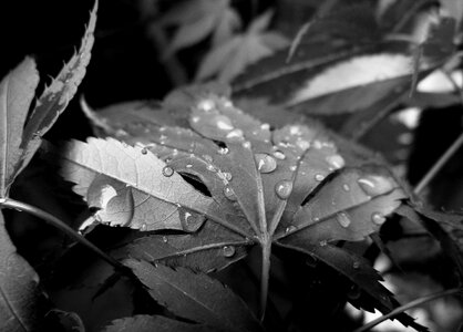 Leaves droplet weather