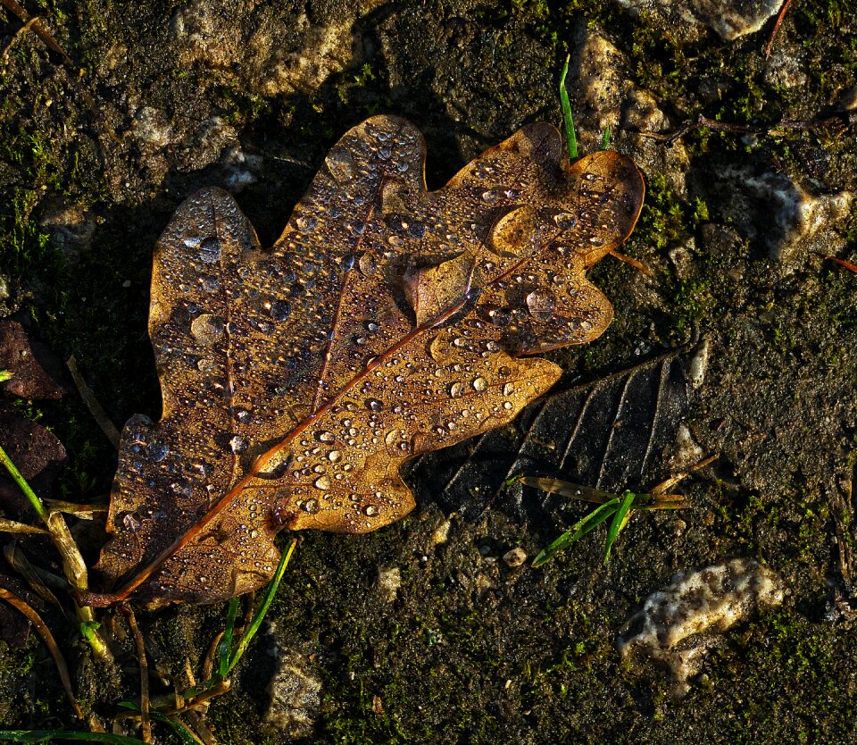Morgentau dewdrop autumn morning