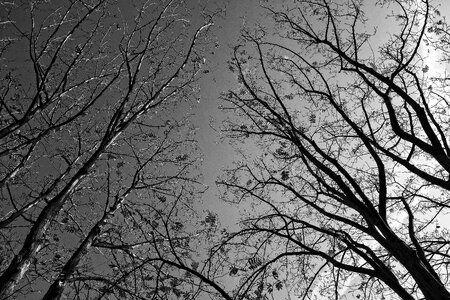 Bare branches silhouette winter trees