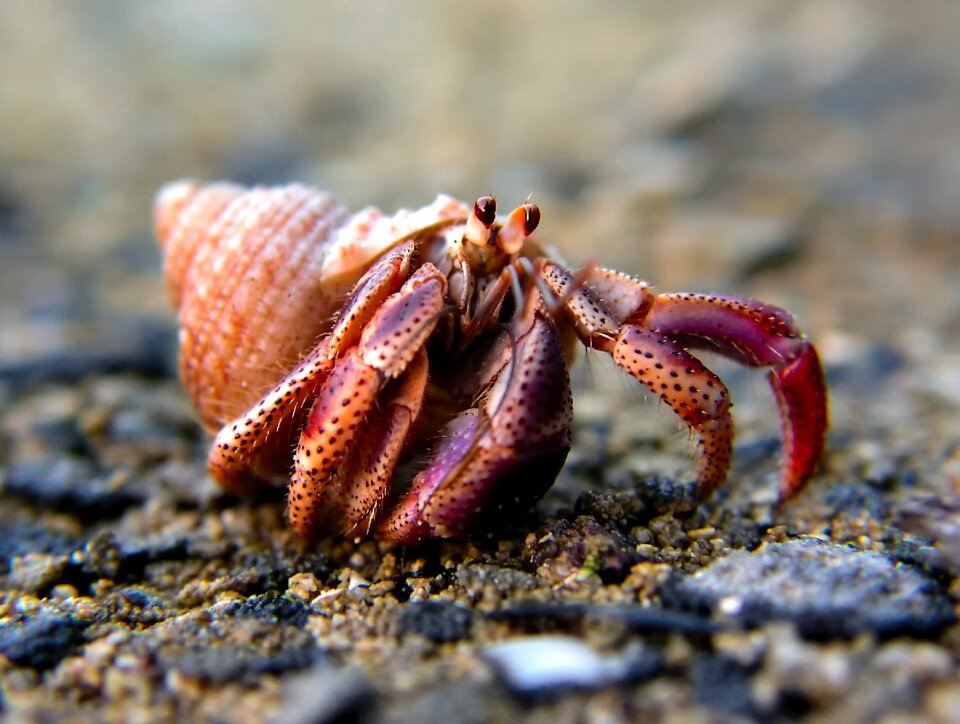 Creature travel beach