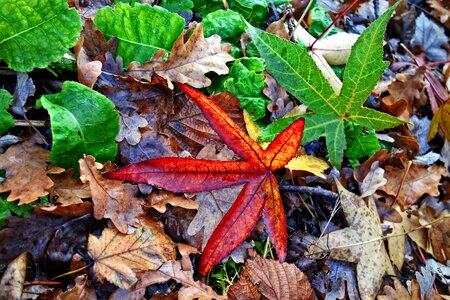 Autumn colors dead leaves dry leaves