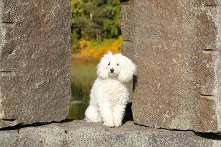 Stone statue dog white dog