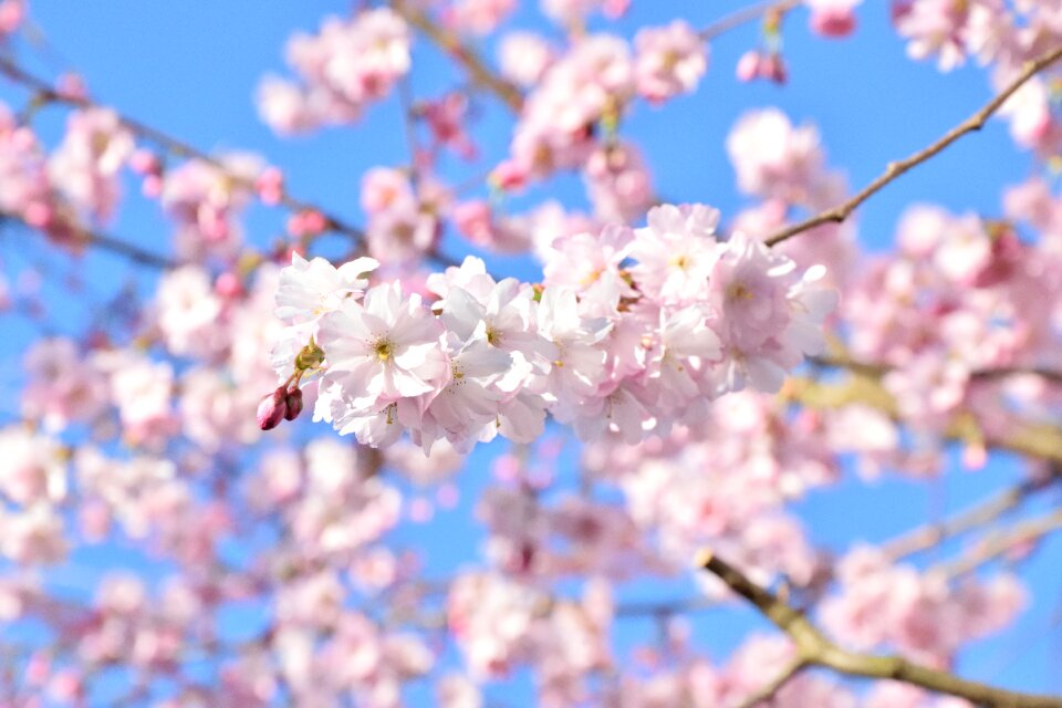 Bloom pink bloom