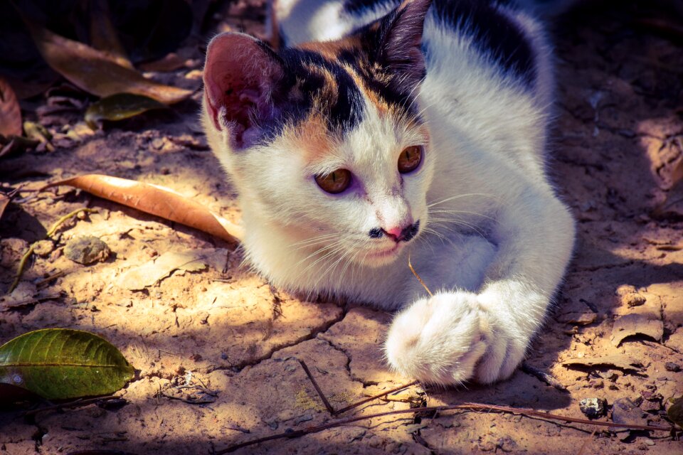 Pets white black