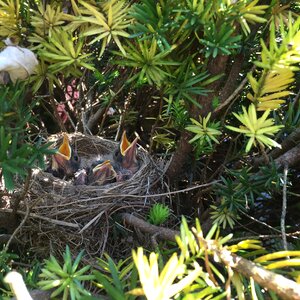 Robin nest photo