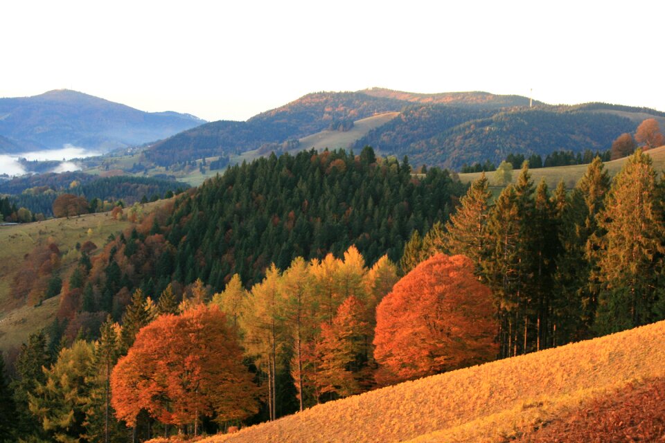Autumn black forest panorama