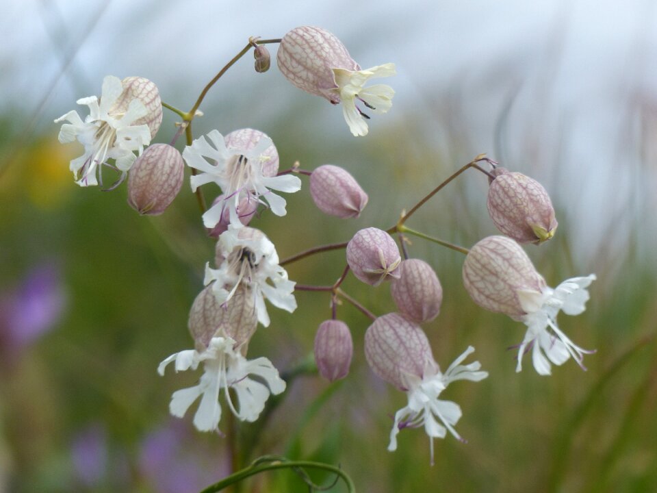 Ribs white flowers wild flowers