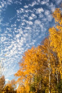 Golden autumn autumn leaf autumn forest photo