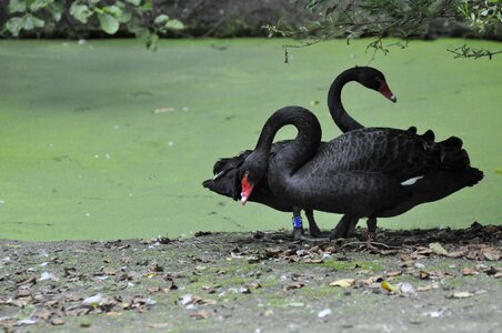 Black swans zoo nature