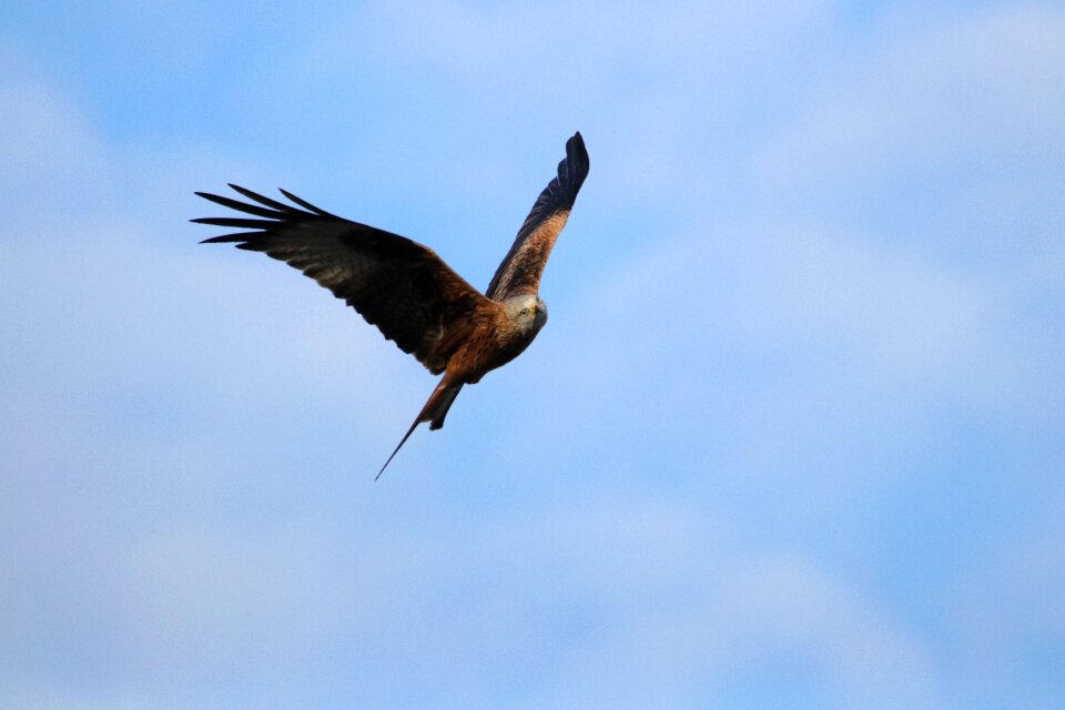 Talons raptors scavenger