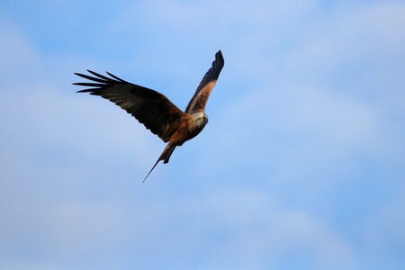 Talons raptors scavenger