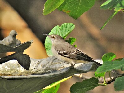 Mockingbird wildlife