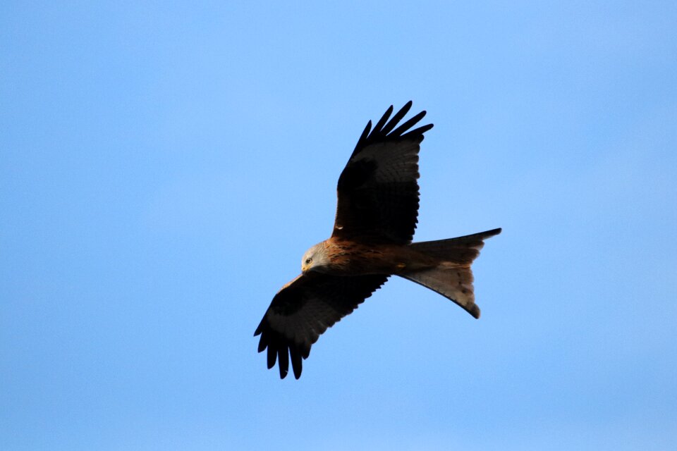 Talons raptors scavenger