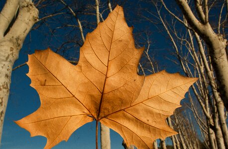 Leaf fall dead leaf