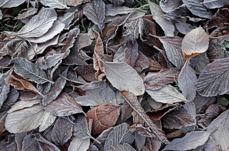 Dry leaves cold december photo