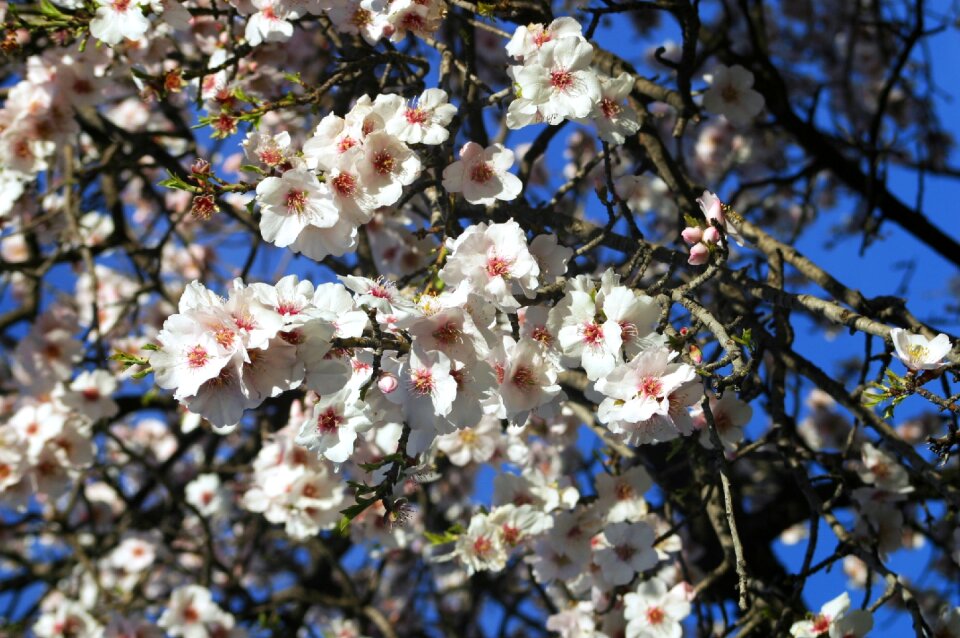 White flowers flower spring