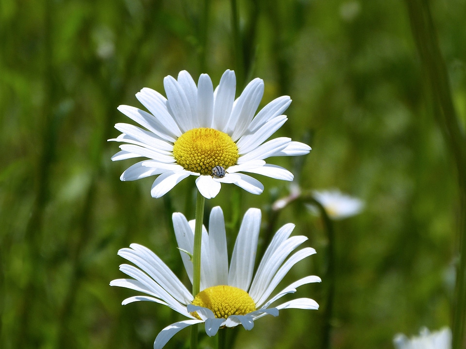 Spring white plants
