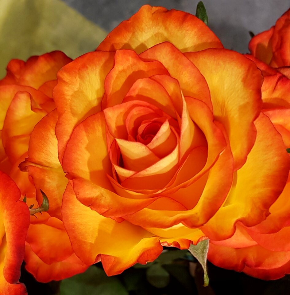 Romance love petal