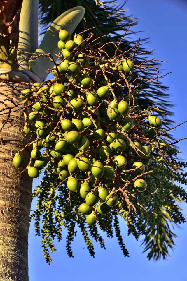 Royal palm fruit