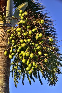 Royal palm fruit photo
