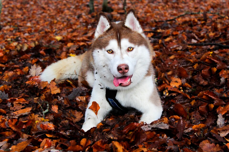 Fall huskies huskie