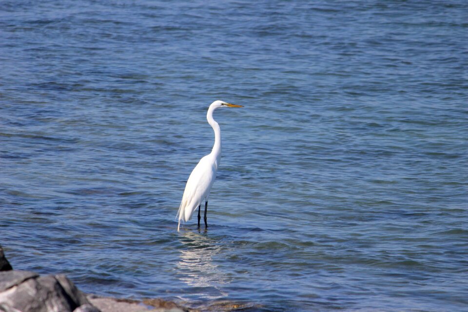 Florida wildlife