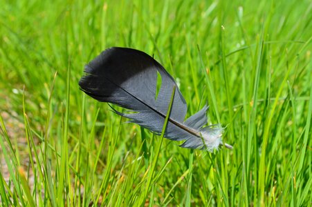 Nature green grass pen