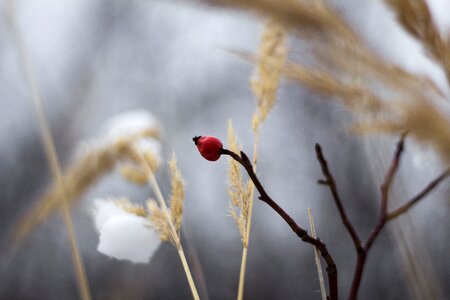 Slovakia dry grass arrow photo