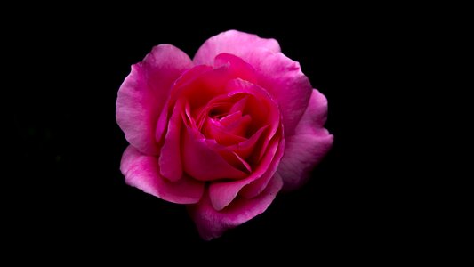 Rose bloom isolated black background